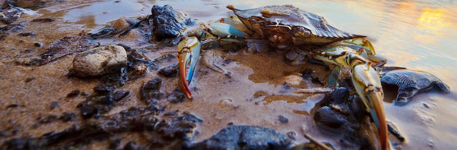 CrabbyPilot.com